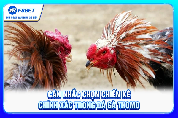 Cân nhắc chọn chiến kê chính xác trong đá gà Thomo
