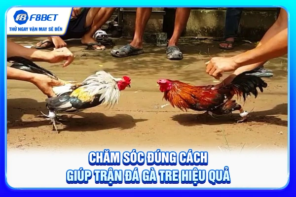 Chăm sóc đúng cách giúp trận đá gà tre hiệu quả