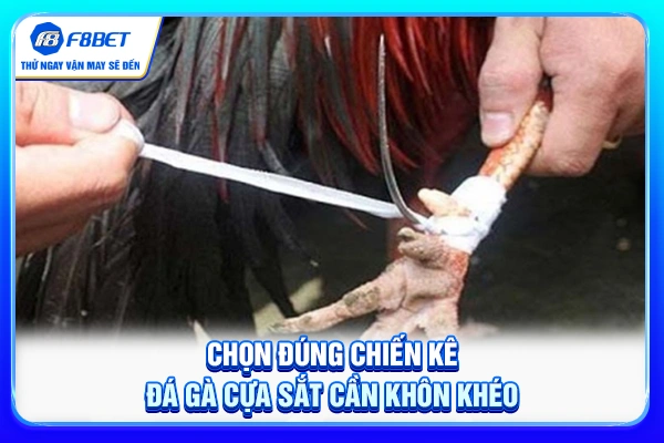 Chọn đúng chiến kê đá gà cựa sắt cần khôn khéo Chọn đúng chiến kê đá gà cựa sắt cần khôn khéo