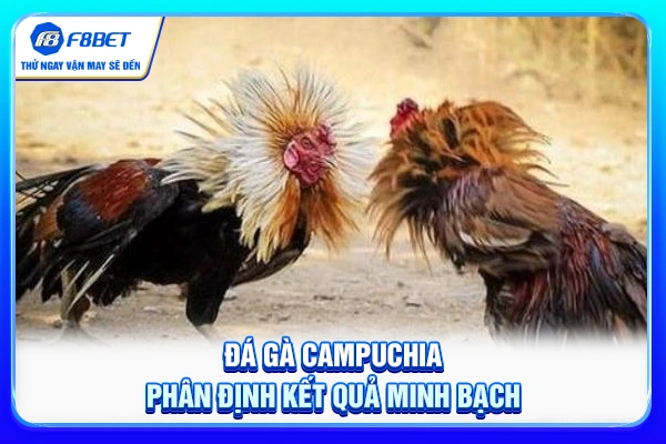 Đá gà Campuchia phân định kết quả minh bạch