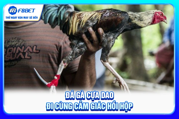 Đá gà cựa dao đi cùng cảm giác hồi hộp