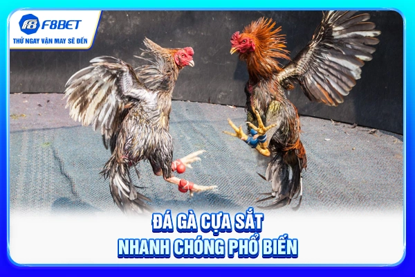 Đá gà cựa sắt nhanh chóng phổ biến Đá gà cựa sắt nhanh chóng phổ biến