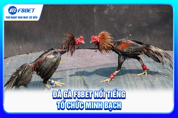 Đá gà F8BET nổi tiếng tổ chức minh bạch