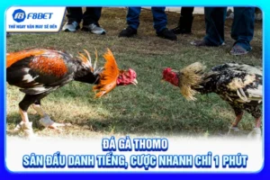 Đá Gà Thomo - Sân Đấu Danh Tiếng, Cược Nhanh Chỉ 1 Phút