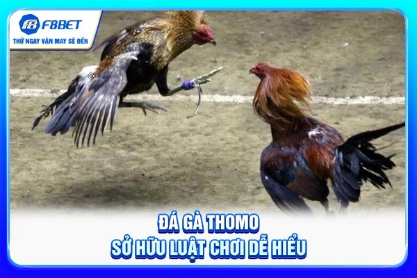 Đá gà Thomo sở hữu luật chơi dễ hiểu