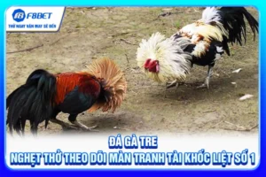 Đá Gà Tre - Nghẹt Thở Theo Dõi Màn Tranh Tài Khốc Liệt Số 1