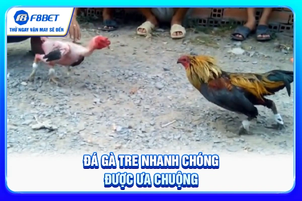 Đá gà tre nhanh chóng được ưa chuộng