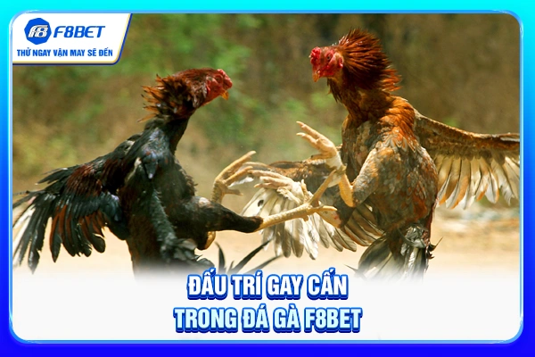 Đấu trí gay cấn trong đá gà F8BET