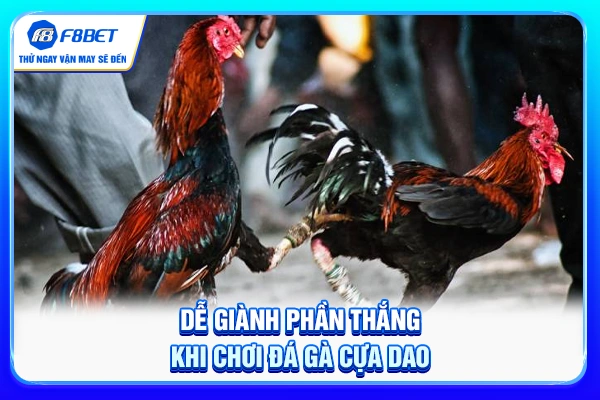 Dễ giành phần thắng khi chơi đá gà cựa dao