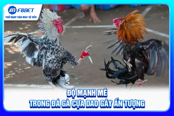 Độ mạnh mẽ trong đá gà cựa dao gây ấn tượng