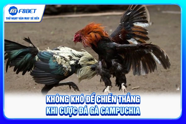 Không khó để chiến thắng khi cược đá gà Campuchia