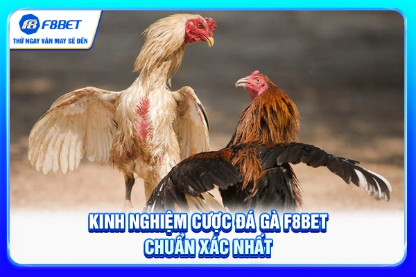 Kinh nghiệm cược đá gà F8BET chuẩn nhất