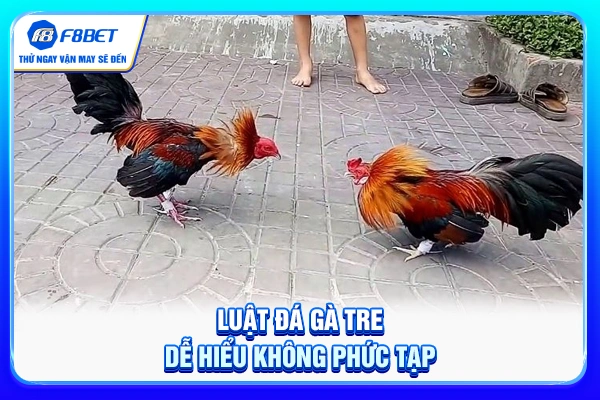 Luật đá gà tre dễ hiểu không phức tạp