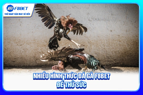 Nhiều hình thức đá gà F8BET để thử sức