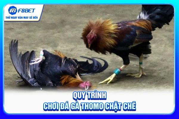 Quy trình chơi đá gà Thomo chặt chẽ